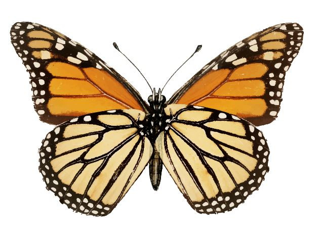 Impact Investing 101: The Butterfly Effect | GrantStation