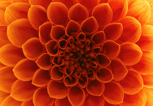 RSG Orange Flower 300x-min.png